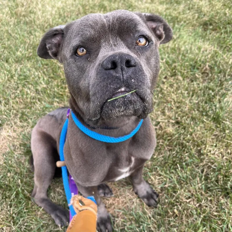 An adult medium-sized female Gray / Blue / Silver American Staffordshire Terrier dog named Luna for adoption in Matteson, IL