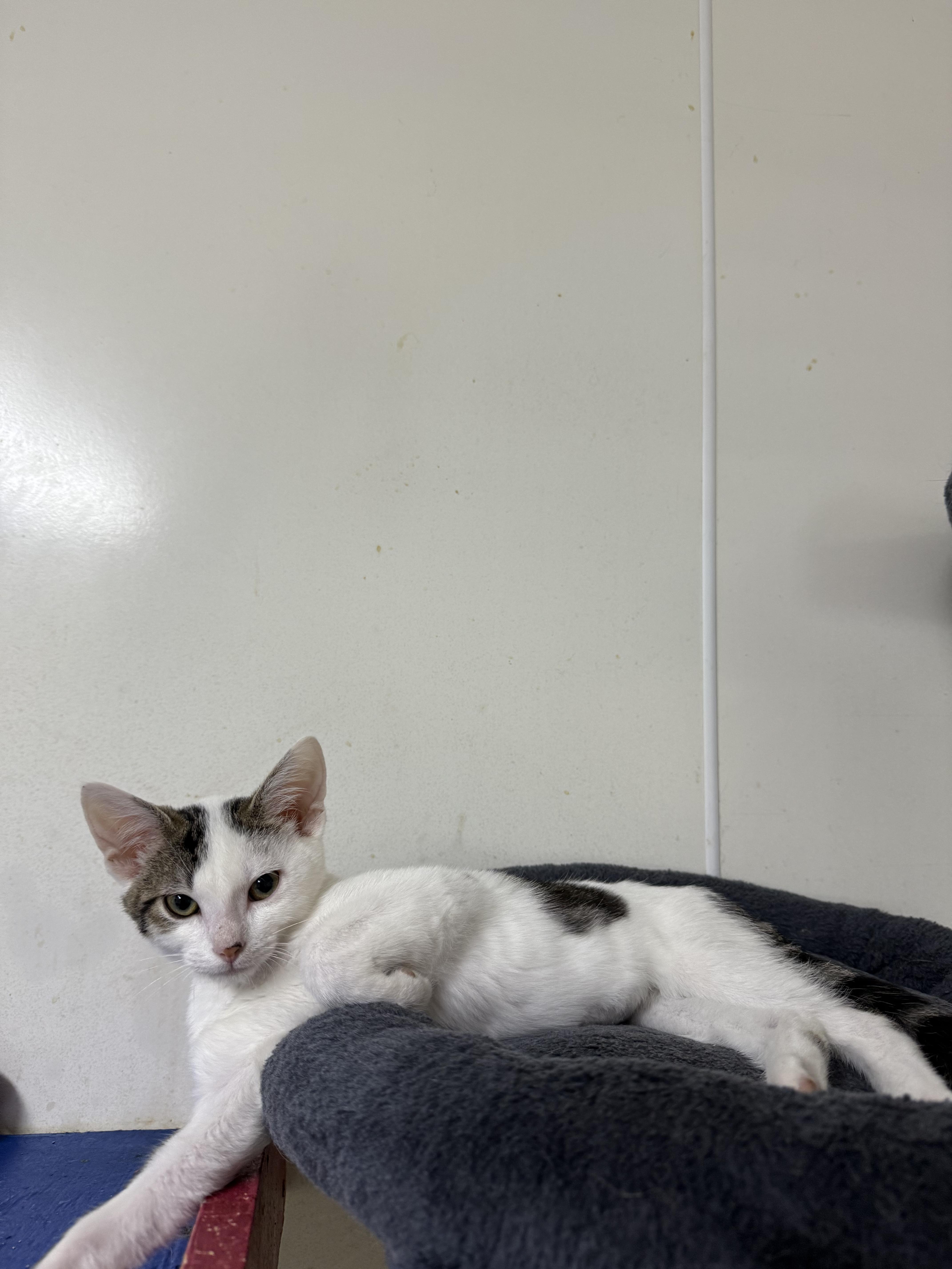A baby small-sized male White Domestic Short Hair cat named Gollum for adoption in Hendersonville, TN