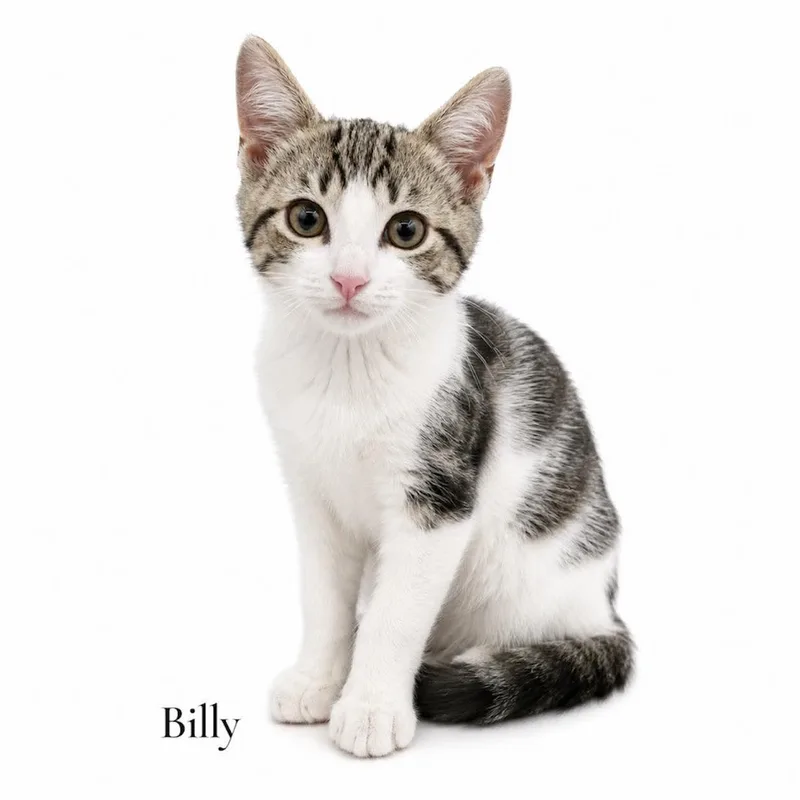 A baby medium-sized male White Domestic Short Hair cat named Billy for adoption in Stevensville, MI
