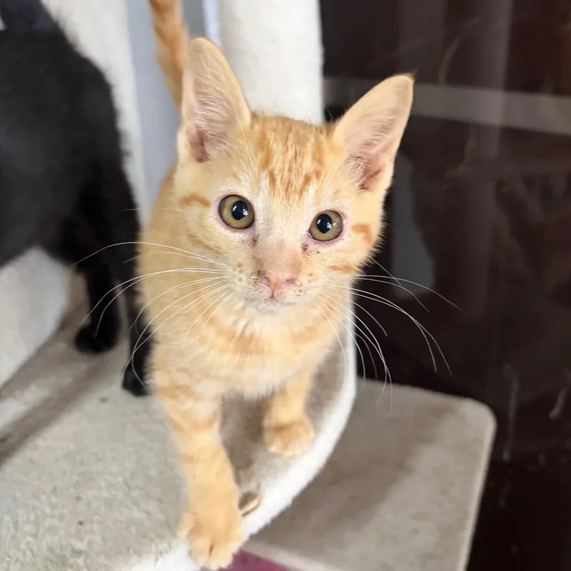 A baby small-sized male Orange / Red Domestic Short Hair cat named Milo for adoption in West Point, MS