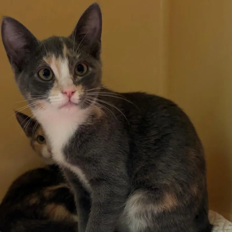 A baby small-sized female Calico Domestic Short Hair cat named Poppy for adoption in East Hanover, NJ
