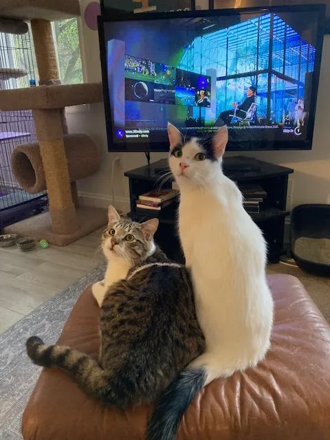 A young medium-sized male Domestic Short Hair cat named Luke And Hummus for adoption in Fairfax, VA