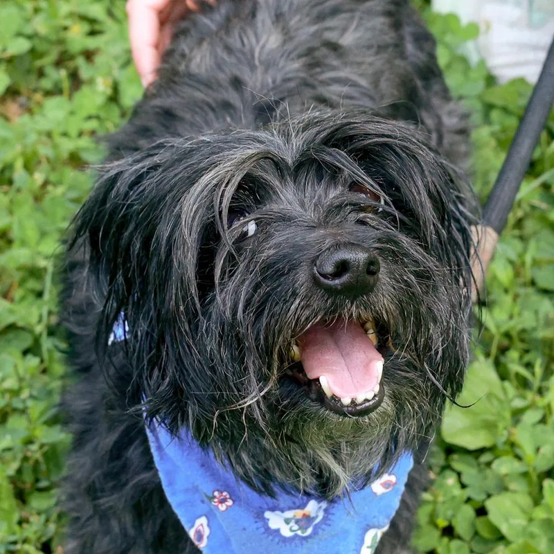 An adult small-sized male Black Terrier dog named Sullyavail for adoption in West Grove, PA