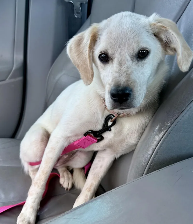 A baby medium-sized female White / Cream Beagle dog named Daisy Courtesy for adoption in WARREN, RI