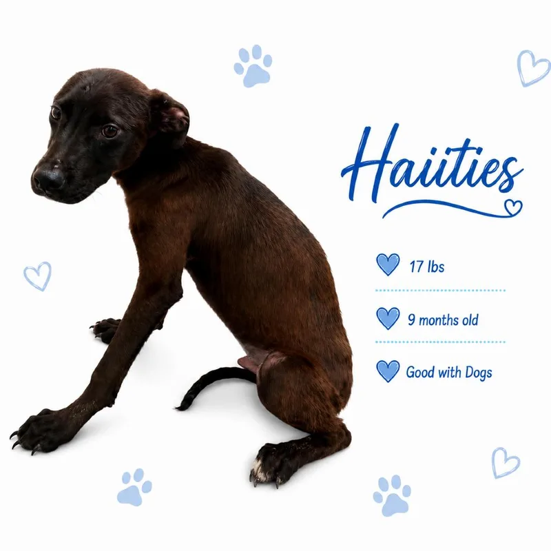 A young small-sized male Brown / Chocolate Mixed Breed dog named Haiities for adoption in Memphis, TN