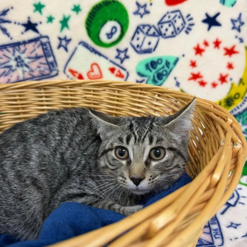 A baby small-sized female Brown / Chocolate Domestic Short Hair cat named Blue Blaze for adoption in Deerfield, IL