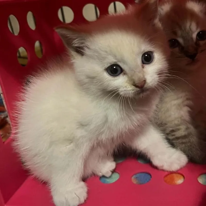 A baby small-sized male White Domestic Short Hair cat named Russ for adoption in Wadena, MN