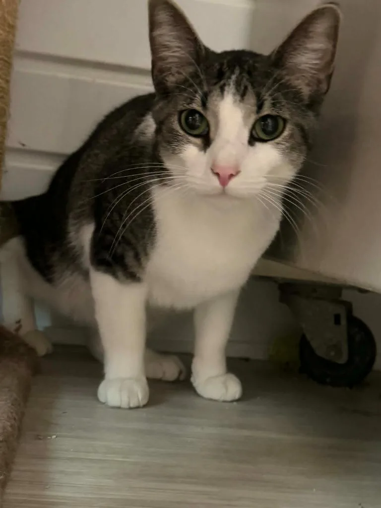 A young medium-sized male Domestic Short Hair cat named Dobby for adoption in Marion, OH