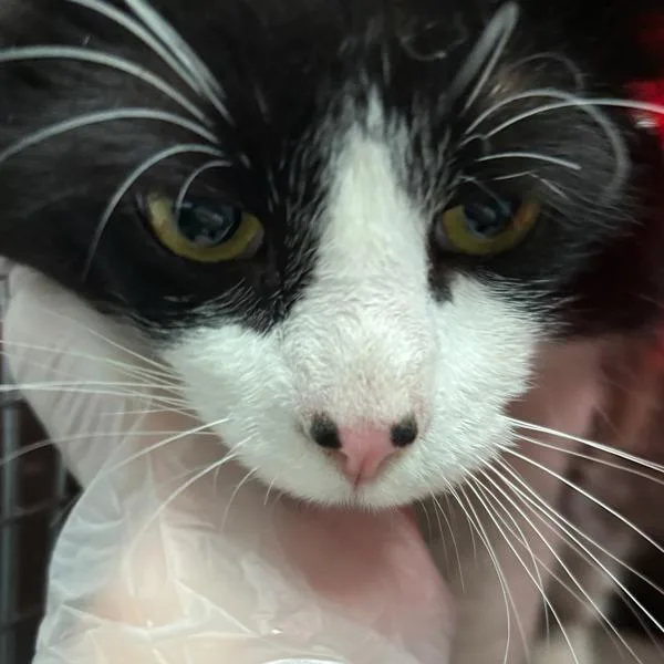 An adult small-sized male Domestic Long Hair cat named Alfie for adoption in Des Moines, IA