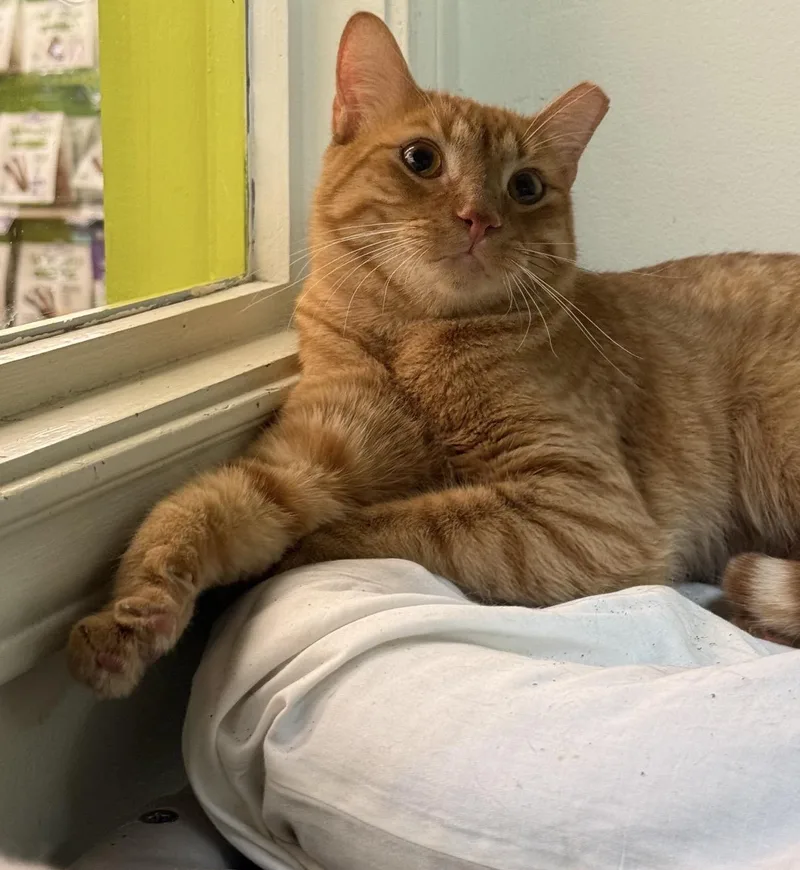 A young medium-sized male Orange / Red Domestic Short Hair cat named Biscuit for adoption in Austin, TX