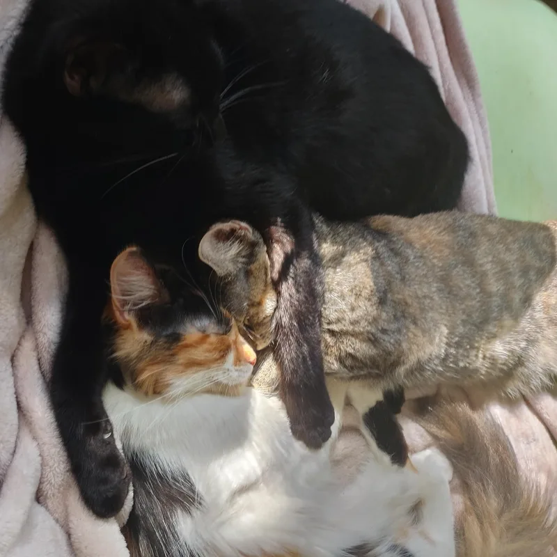Biscuit thumbnail 3