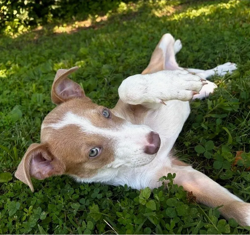 A baby medium-sized male Pit Bull Terrier dog named Benny for adoption in Columbia, IL