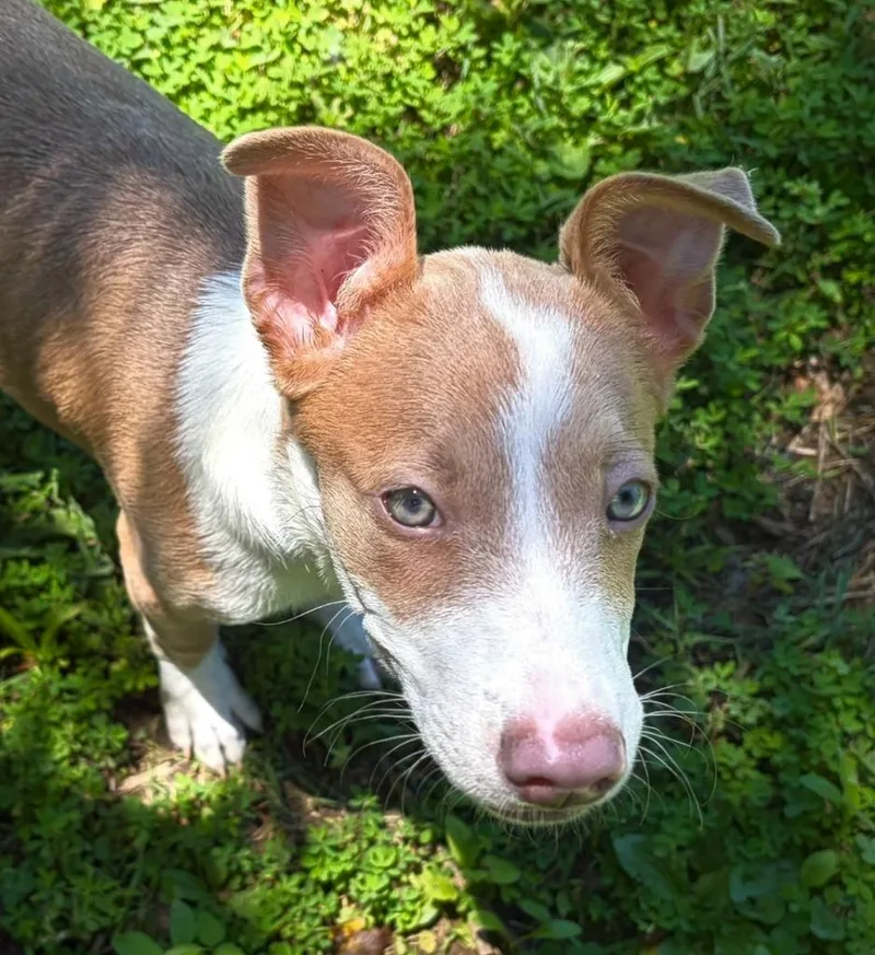 Benny thumbnail 2
