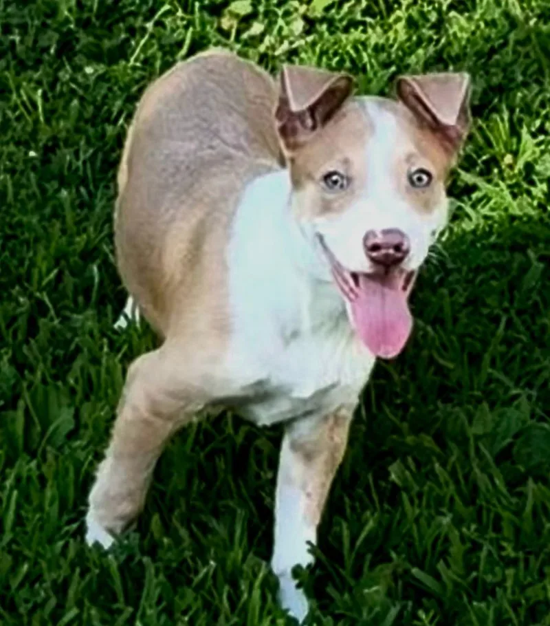 Benny thumbnail 3