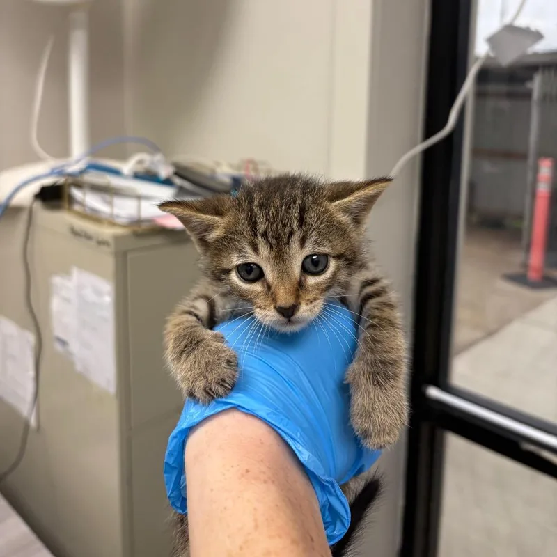 A baby small-sized male Brown / Chocolate Domestic Short Hair cat named Topper for adoption in Columbiana, AL