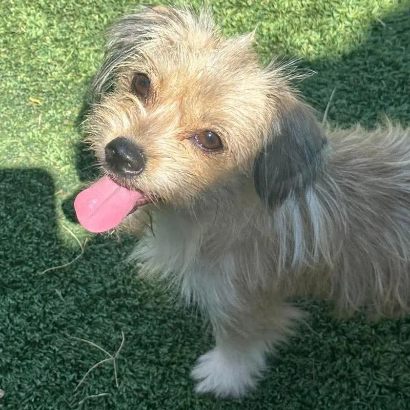 A young small-sized male Yellow / Tan / Blond / Fawn Terrier dog named BamBam for adoption in Loves Park, IL