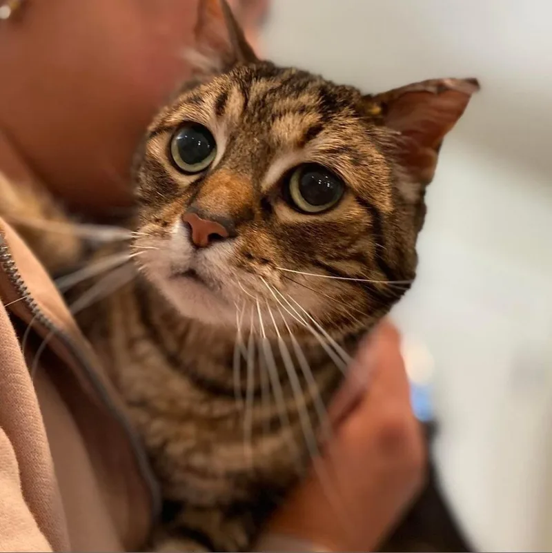 A senior medium-sized male Domestic Short Hair cat named Kiki for adoption in Ramona, CA