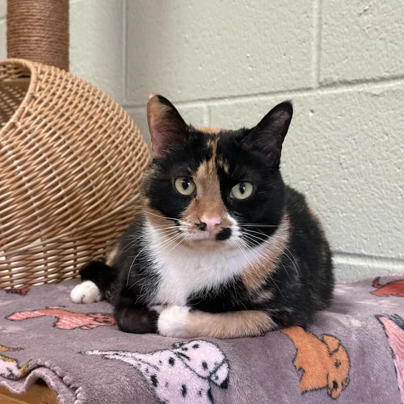 An adult medium-sized female Calico Domestic Short Hair cat named Harlow for adoption in Brownsville, VT