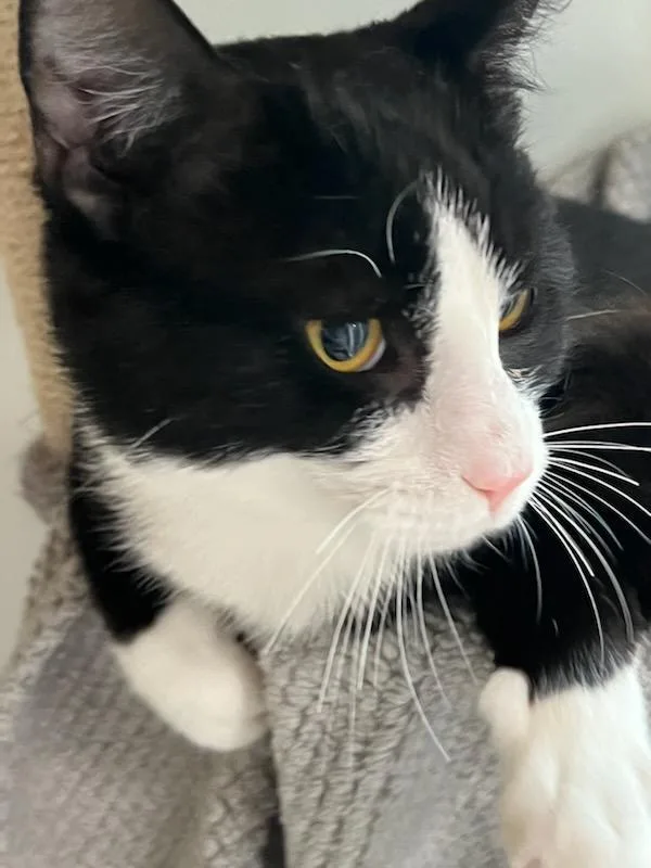 A young medium-sized male Black & White / Tuxedo Domestic Short Hair cat named Boots for adoption in Queenstown, MD