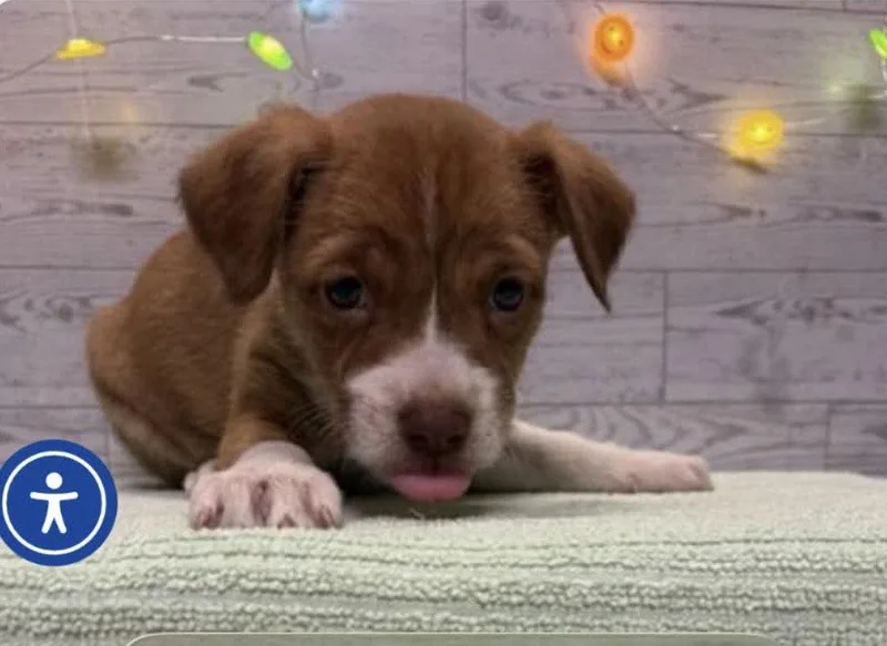 A baby medium-sized male Terrier dog named Otto for adoption in Bothell, WA