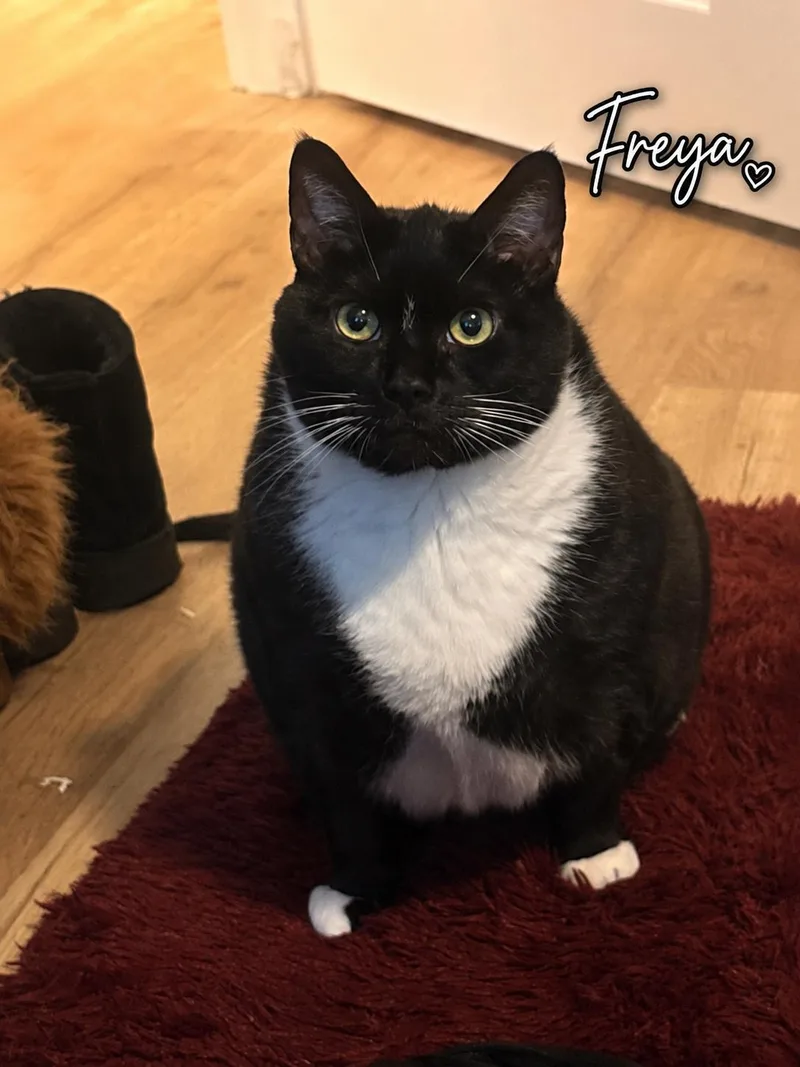 A young medium-sized female Tuxedo cat named Freya for adoption in Seal Beach, CA