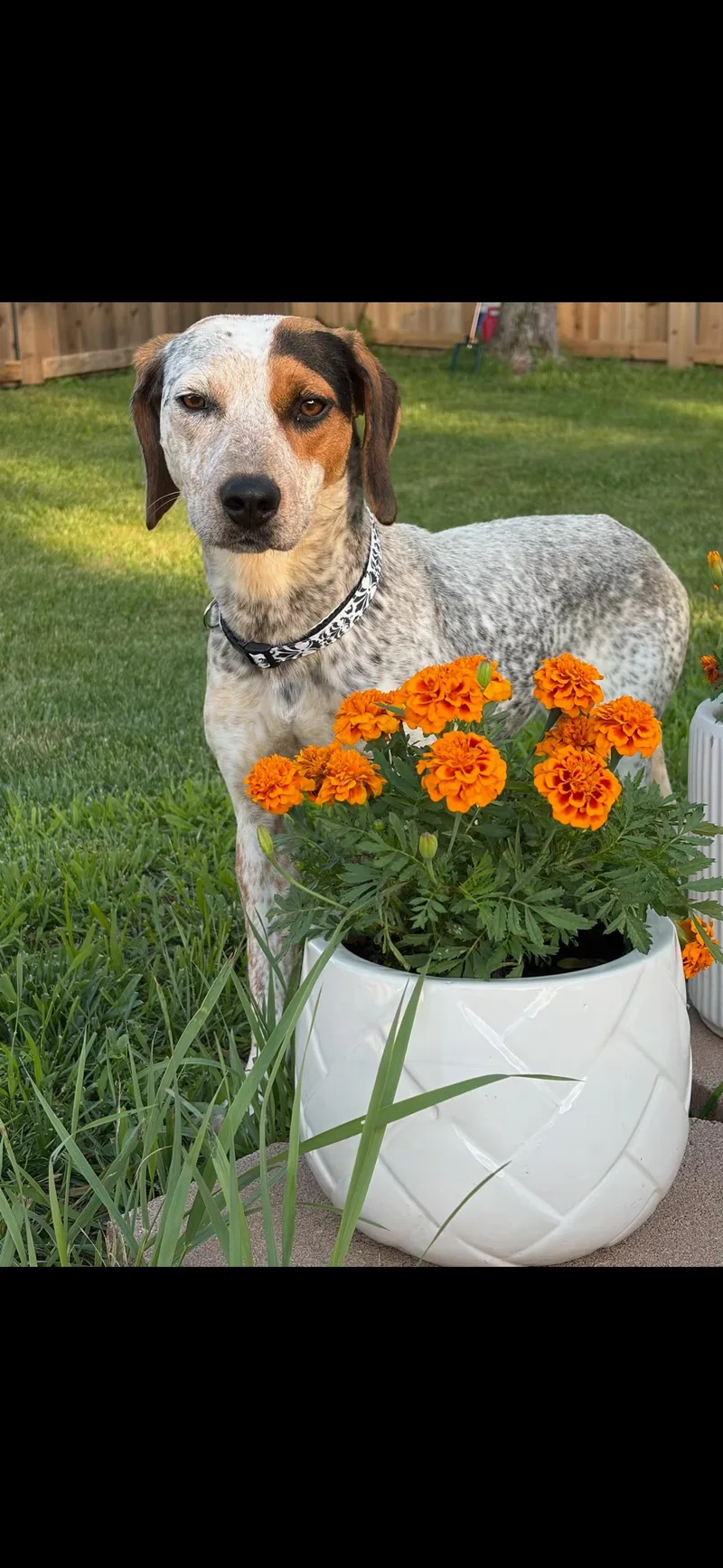 An adult small-sized female White / Cream Beagle dog named Gracie for adoption in Springfield, MO