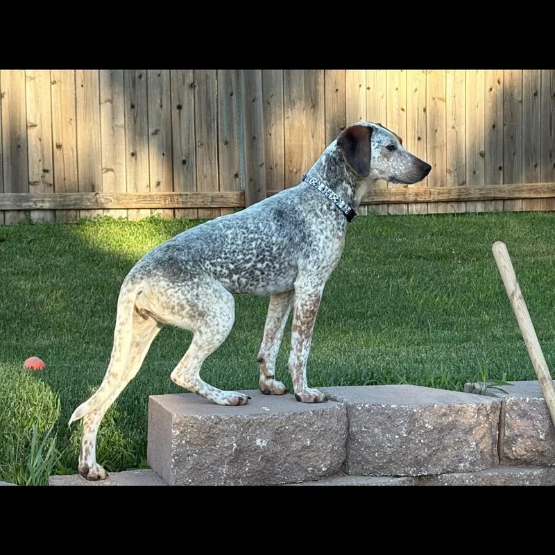 Gracie thumbnail 2