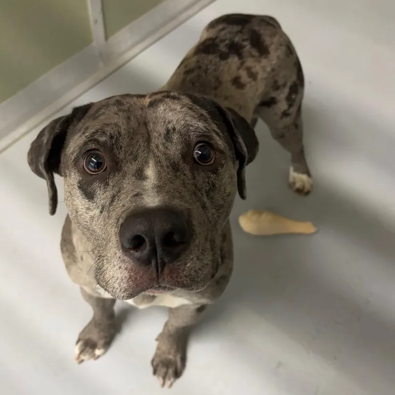 An adult medium-sized male Gray / Blue / Silver Mixed Breed dog named Jay for adoption in Spokane, WA