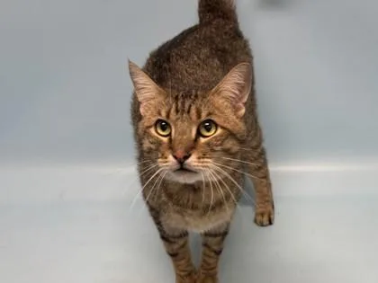 An adult small-sized male Domestic Short Hair cat named Percival for adoption in Golden Valley, MN