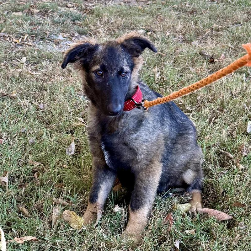 A baby large-sized female Sable German Shepherd Dog dog named Gretchen for adoption in Gallatin, TN