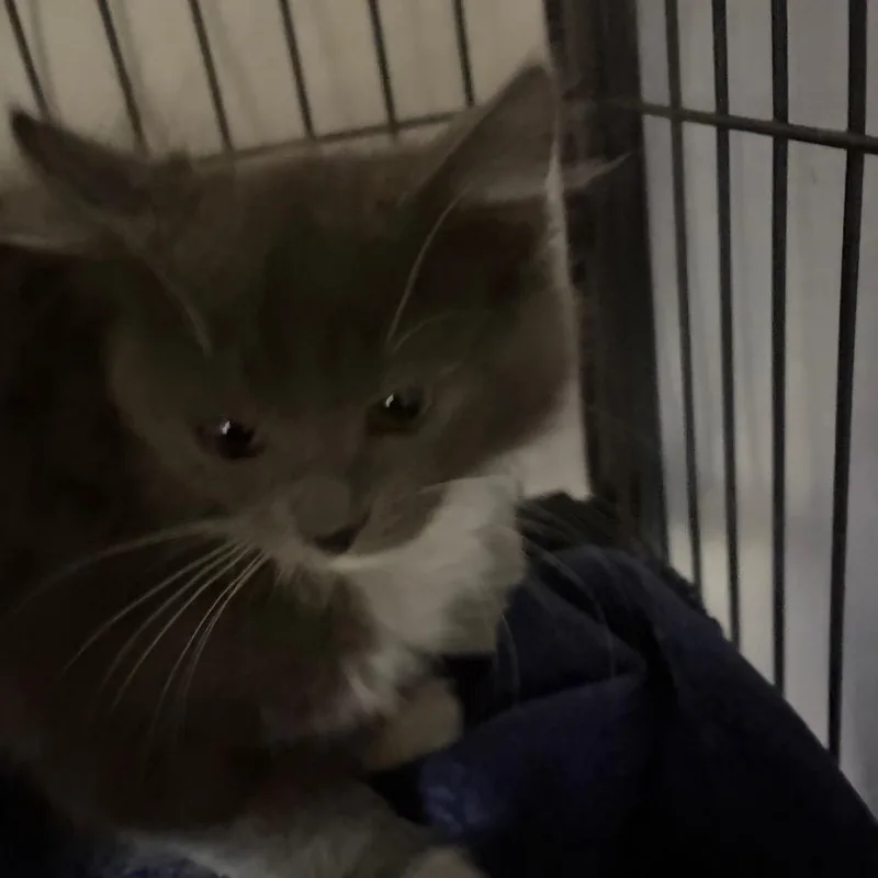 A baby small-sized female Gray / Blue / Silver Domestic Medium Hair cat named Miss America for adoption in Waldorf, MD