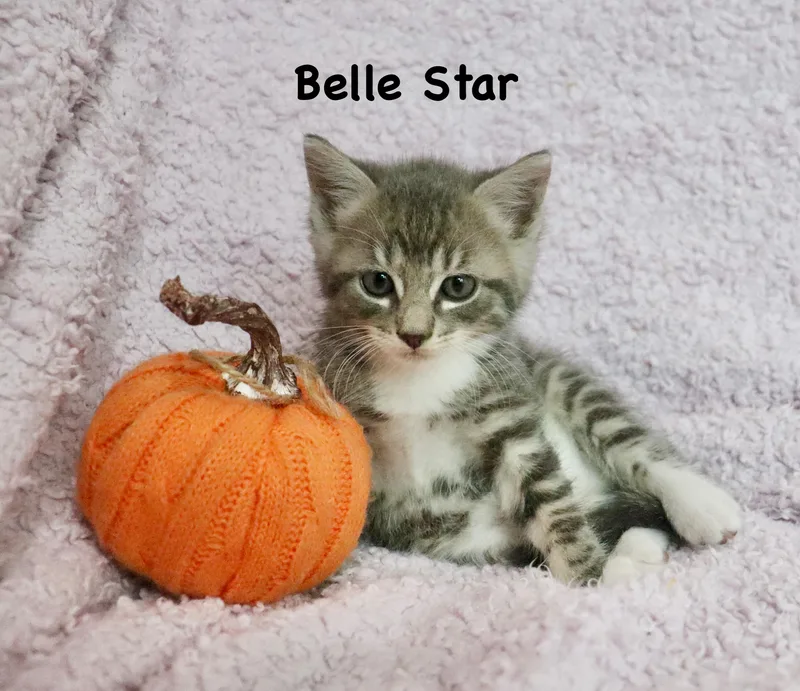 A baby medium-sized female Gray / Blue / Silver Tabby cat named Belle Star for adoption in Saint Augustine, FL