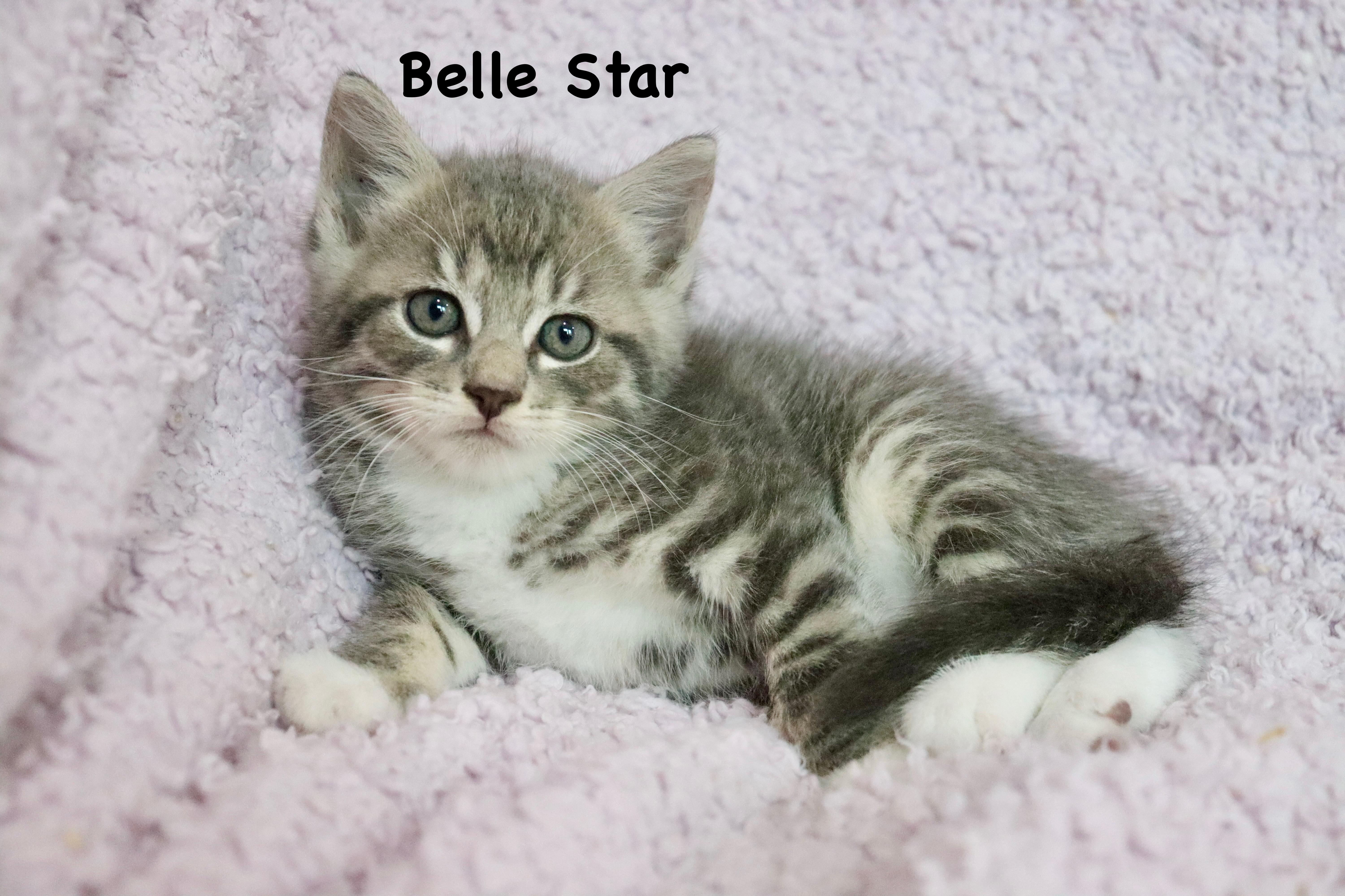 Belle Star thumbnail 3