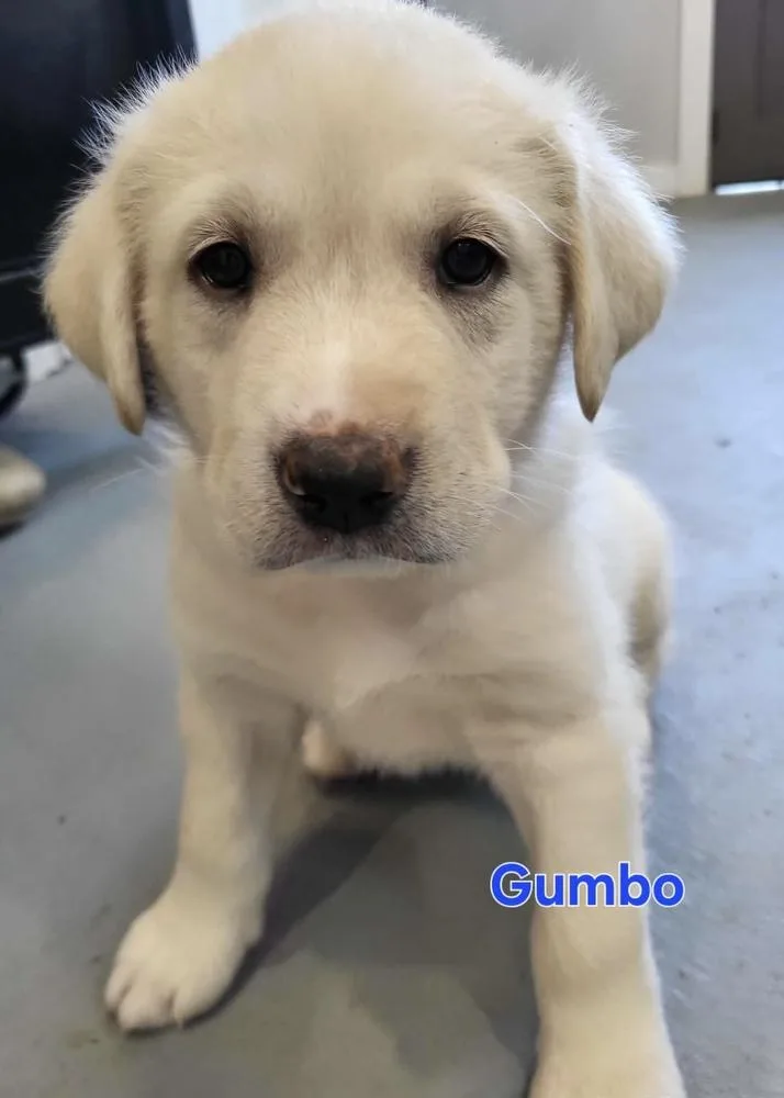A baby large-sized male White / Cream Great Pyrenees dog named Gumbo for adoption in Pottstown, PA