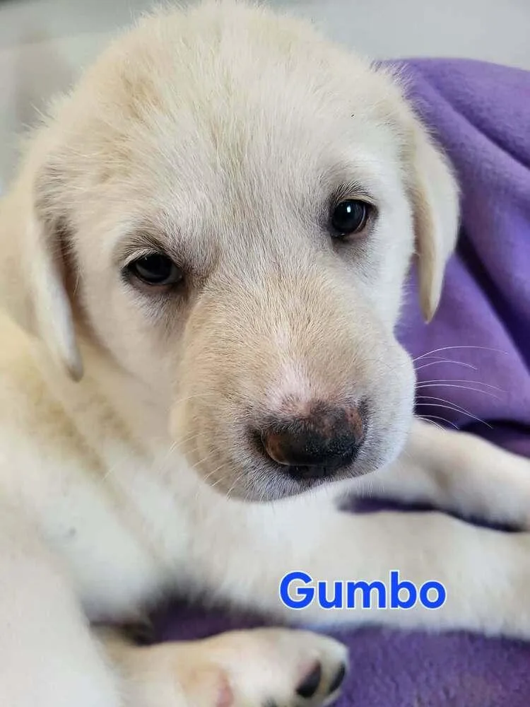 Gumbo thumbnail 2