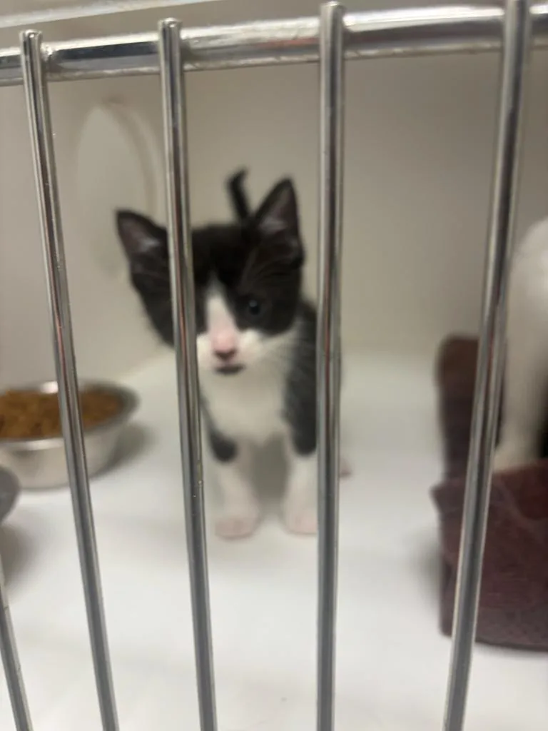 A baby small-sized female Domestic Short Hair cat named Nezuko for adoption in Greenfield, IN