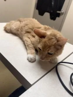 A senior medium-sized male Domestic Short Hair cat named Chuck for adoption in Longmont, CO