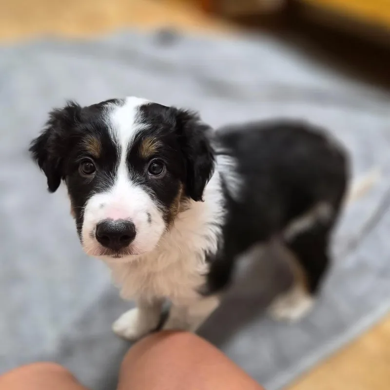 A baby small-sized male Mixed Breed dog named Monty for adoption in Woodstock, IL