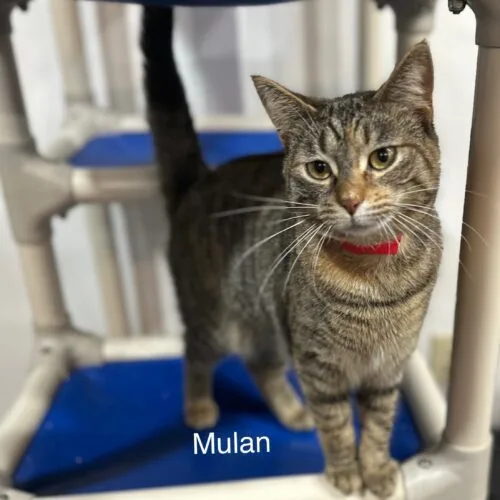 A young medium-sized female Tabby (Brown / Chocolate) Domestic Medium Hair cat named Mulan for adoption in Tipp City, OH