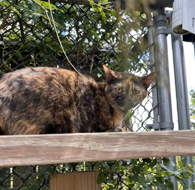 An adult small-sized female Tortoiseshell cat named Flame CCHS for adoption in Locust Grove, GA