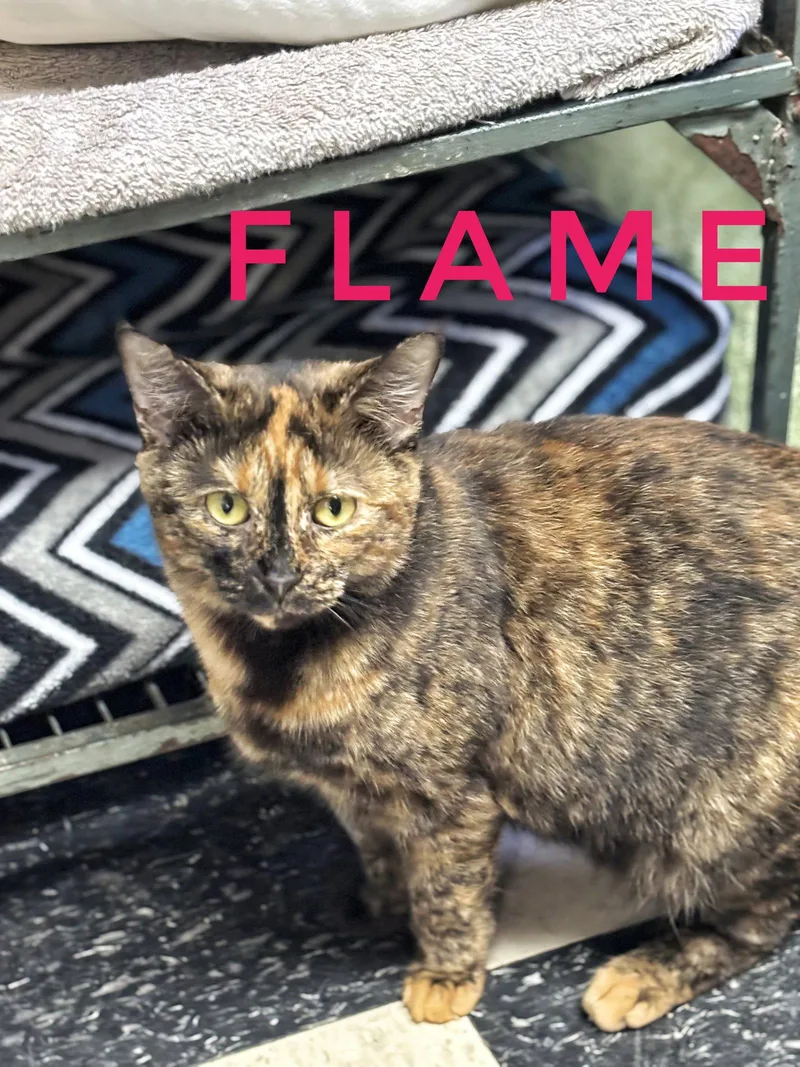 Flame  CCHS thumbnail 2