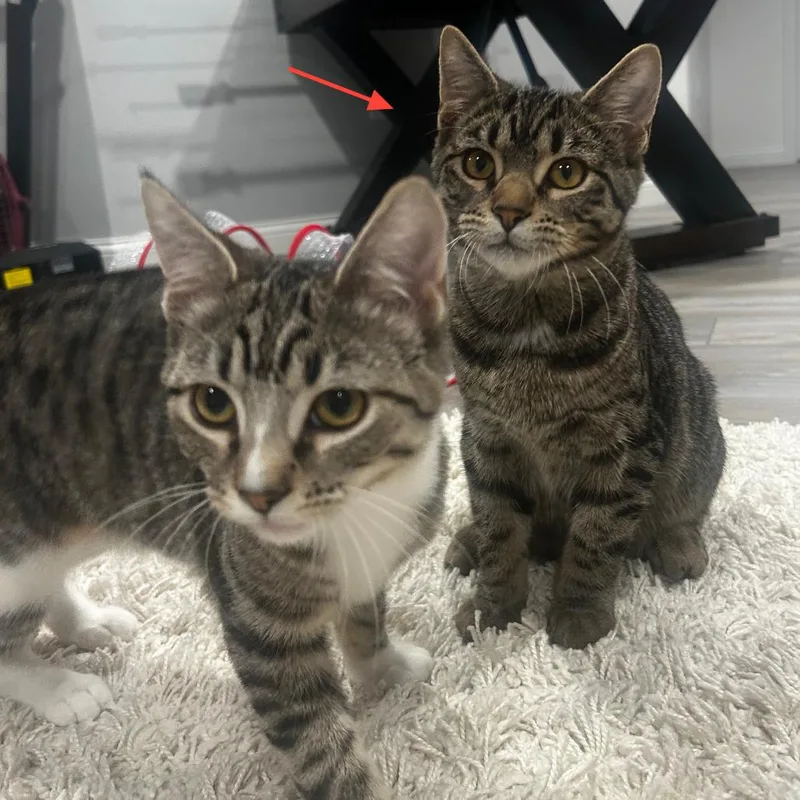 A young medium-sized male Brown / Chocolate Domestic Short Hair cat named Semifreddo Bonded to for adoption in Middleton, WI