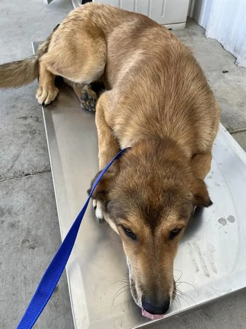 A young large-sized male Brown / Chocolate Shepherd dog named Bull  Urgent for adoption in Thousand Oaks, CA