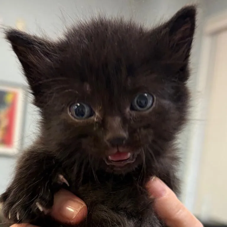 A baby small-sized male Black Domestic Short Hair cat named Fozzie for adoption in Greensboro, GA