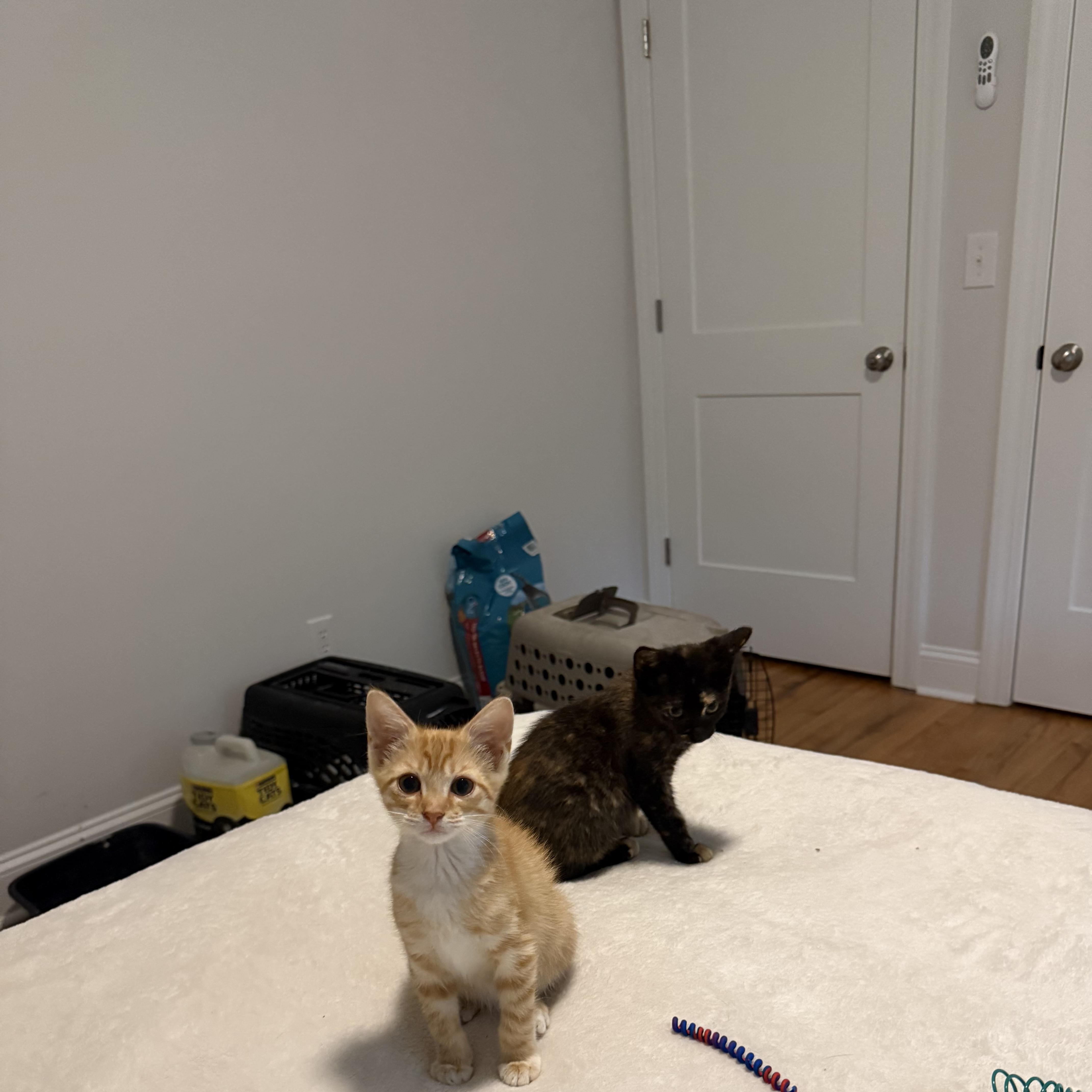 A baby medium-sized male Tabby (Orange / Red) Tabby cat named Bonkers Brett for adoption in Columbia, SC