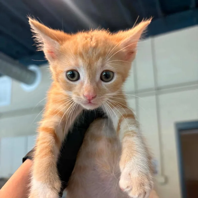 A baby small-sized male Orange / Red Domestic Short Hair cat named Miguel for adoption in Huntington, WV