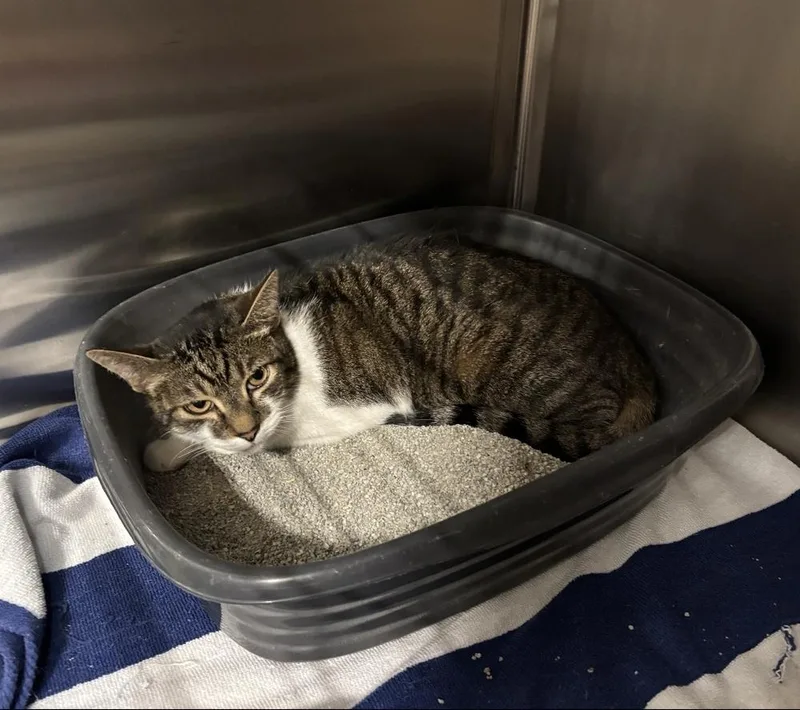 A young medium-sized male Domestic Short Hair cat named Jerry for adoption in Marietta, GA