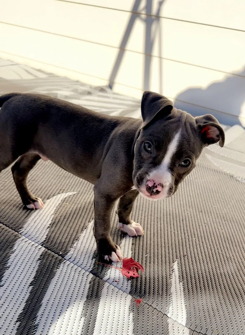 A baby medium-sized male Pit Bull Terrier dog named Sterling for adoption in Cedar Rapids, IA