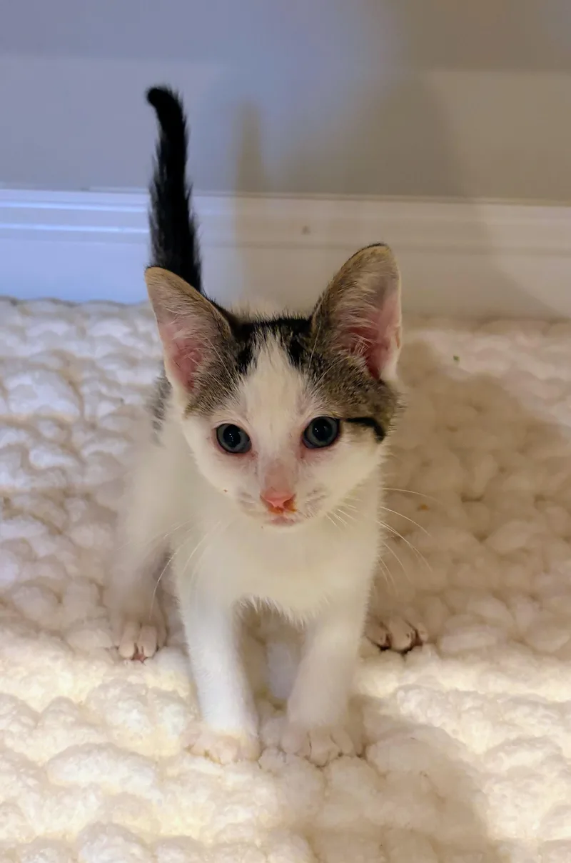 A baby medium-sized male White Domestic Short Hair cat named Toran for adoption in Landenberg, PA