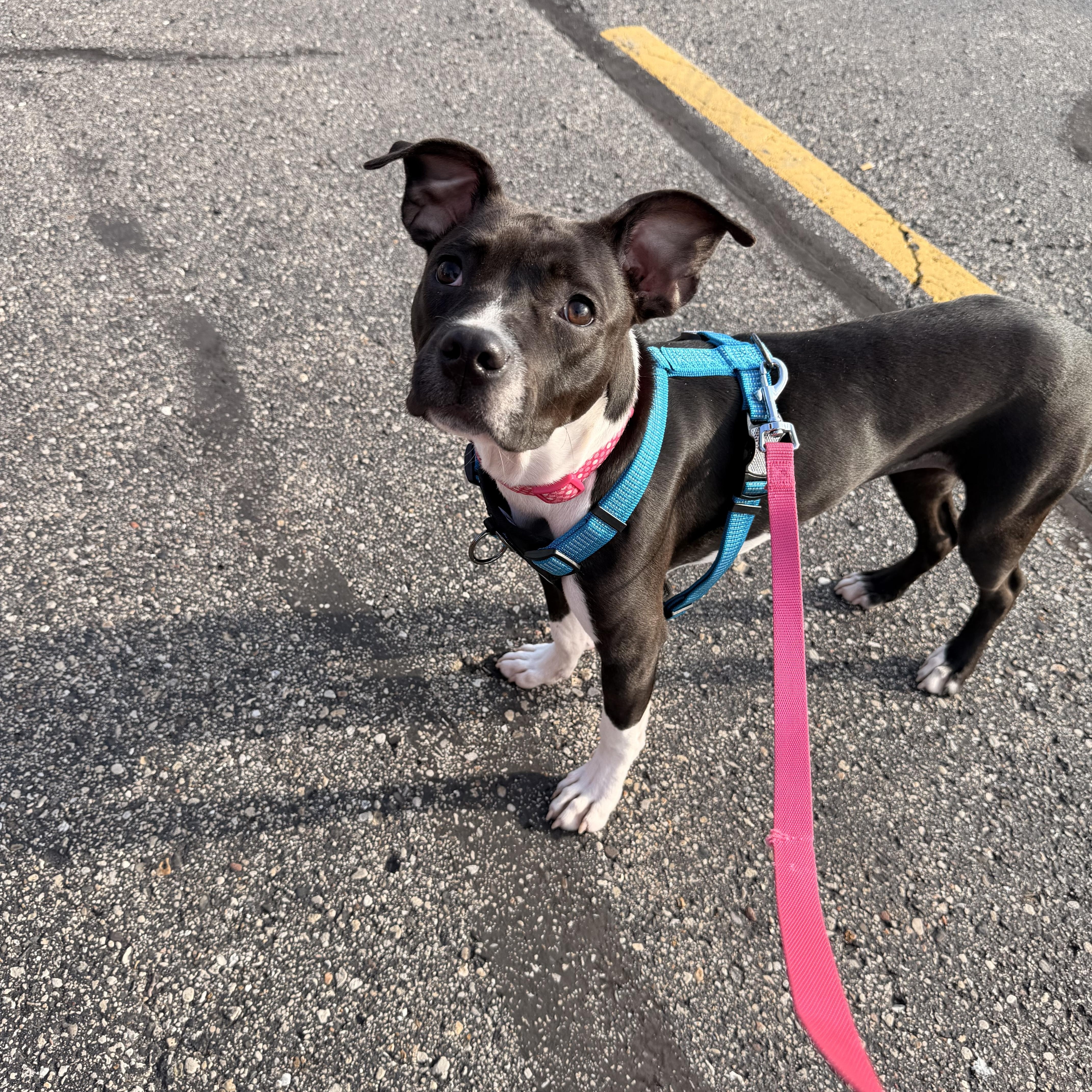 A young small-sized female Mixed Breed dog named Izzy for adoption in Monona, WI